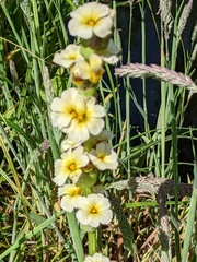 Sisyrinchium striatum