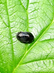 Penthimia nigra