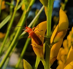 Rhagonycha fulva