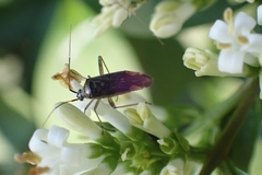 Closterotomus trivialis