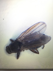 Coelopa