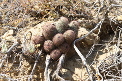 Mammillaria dioica