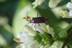 Closterotomus trivialis