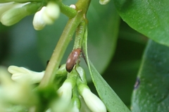 Anaspis maculata