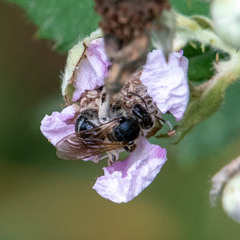 Andrena hattorfiana