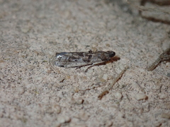 Pseudacrobasis tergestella