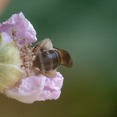 Andrena hattorfiana