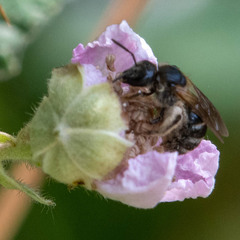 Andrena hattorfiana