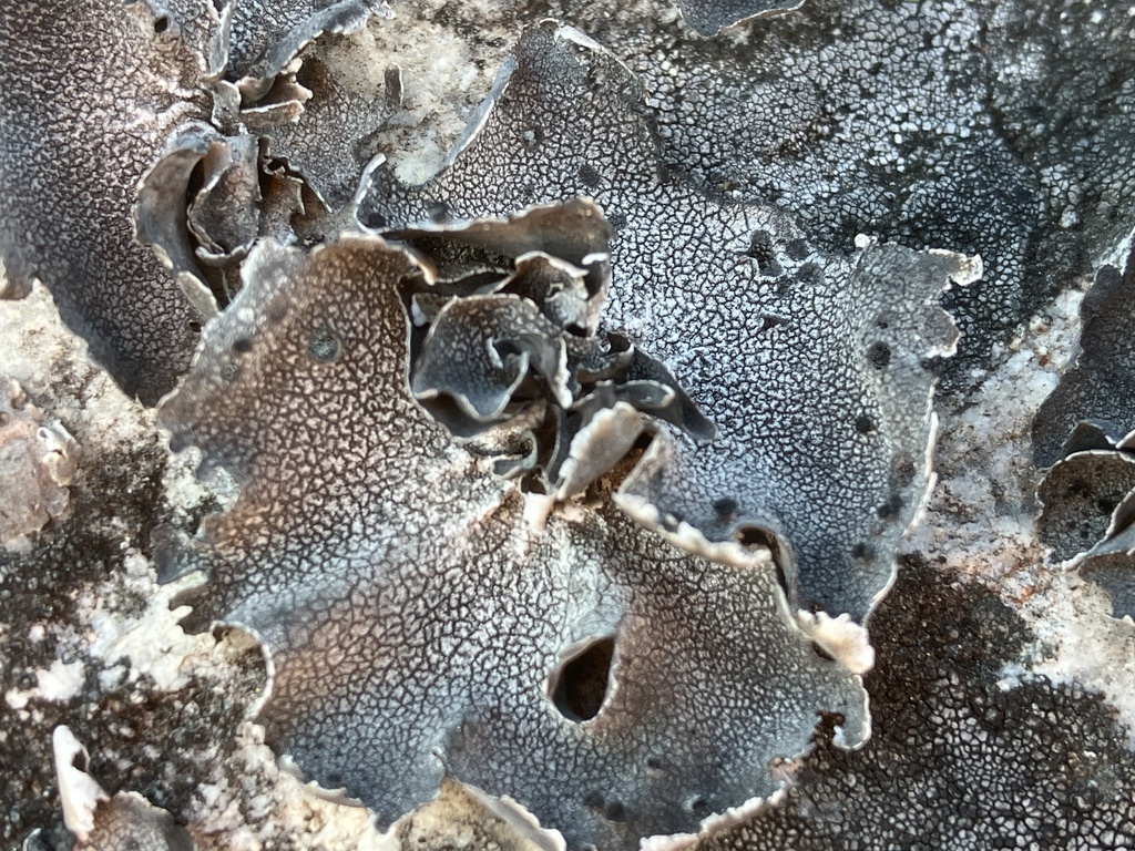 Roughened Rocktripe Lichen