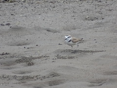 Charadrius alexandrinus
