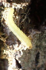 Tenthredinoidea