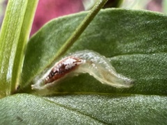 Lapposyrphus lapponicus