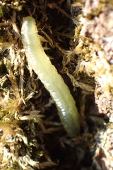 Tenthredinoidea