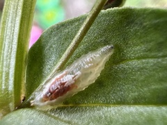 Lapposyrphus lapponicus