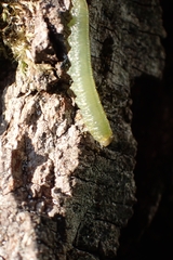 Tenthredinoidea