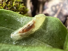 Lapposyrphus lapponicus