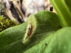 Lapposyrphus lapponicus