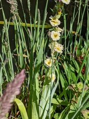 Sisyrinchium striatum