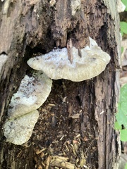 Tyromyces galactinus