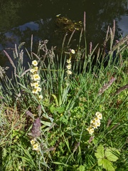 Sisyrinchium striatum