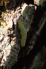 Tenthredinoidea