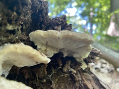 Tyromyces galactinus