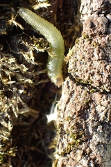 Tenthredinoidea