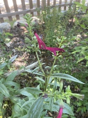 Salvia pentstemonoides