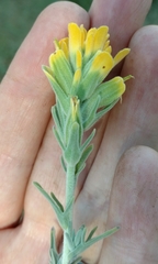 Castilleja foliolosa
