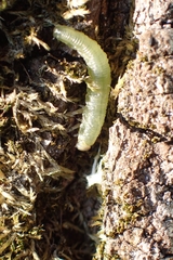 Tenthredinoidea