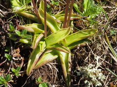 Pinguicula alpina