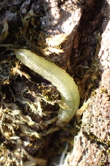 Tenthredinoidea