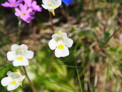 Pinguicula alpina