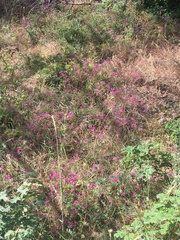 Clarkia concinna concinna