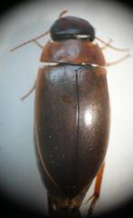 Liopterus haemorrhoidalis