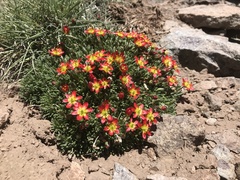 Calandrinia caespitosa