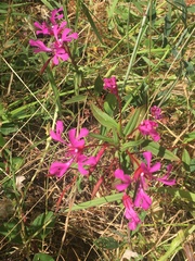 Clarkia concinna concinna