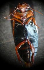 Liopterus haemorrhoidalis