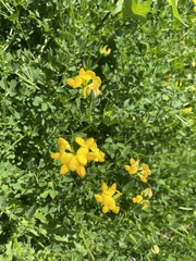 Lotus corniculatus