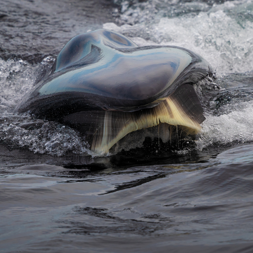 Sei Whale, photo 8 of 10
