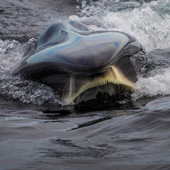 Balaenoptera borealis