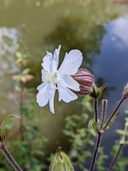 Silene latifolia