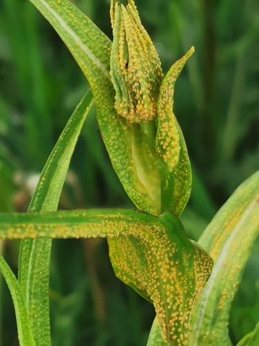 Puccinia hysterium