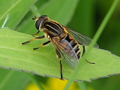 Mesembrius peregrinus