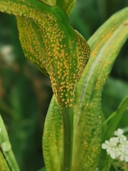 Puccinia hysterium