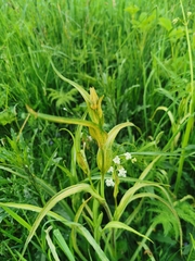 Puccinia hysterium