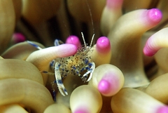 Periclimenes aegylios