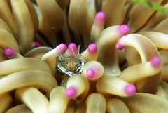 Periclimenes aegylios