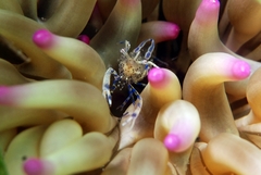 Periclimenes aegylios