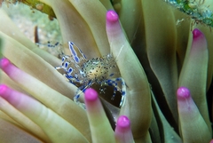 Periclimenes aegylios